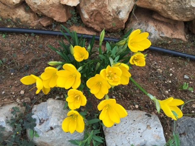 הוילה לגאדיה Stonehouse Dome Lagadia מראה חיצוני תמונה